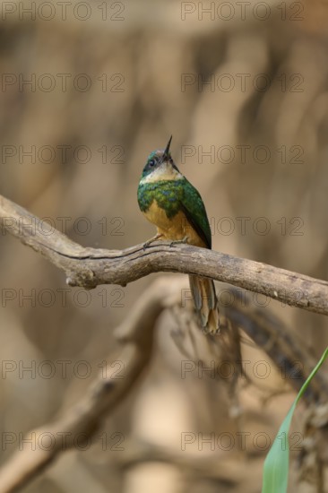 A small bird sits on a branch in a blurred forest background, conveying tranquillity, Rufous-tailed jacamar (Galbula ruficauda), Pantanal, Mato Grosso, Brazil