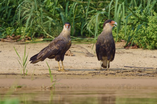 Two birds of prey standing side by side on a grassy riverbank, Crested Caracara (Caracara plancus), Pantanal, Mato Grosso, Brazil