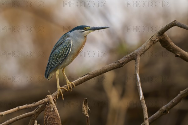 A bird sitting on a branch in a natural environment with brown and green tones, Mongrove Heron (Butorides striatus), Pantanal, Mato Grosso, Brazil