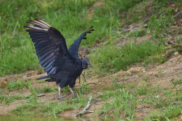 A vulture raises its wings while standing on a grassy area, Raven Vulture (Coragyps atratus), Pantanal, Mato Grosso, Brazil