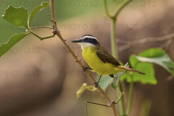 A small yellow bird sitting on a branch, surrounded by green nature, Sulphur-masked Flycatcher (Pitangus sulphuratus), Pantanal, Mato Grosso, Brazil