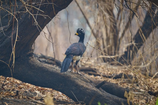 A bird with blue plumage and yellow beak sits on a branch in a dry forest, Bare-faced Hokko (Crax fasciolata), Pantanal, Mato Grosso, Brazil