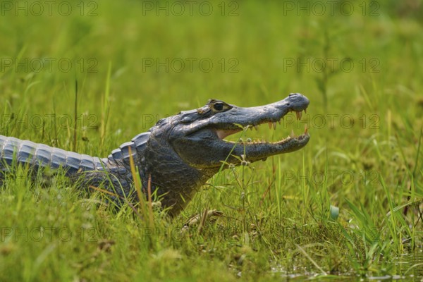 A caiman in tall grass, lying on its side with its mouth slightly open, spectacled caiman (Caiman yacare, Caiman crocodilus yacare), Pantanal, Mato Grosso, Brazil
