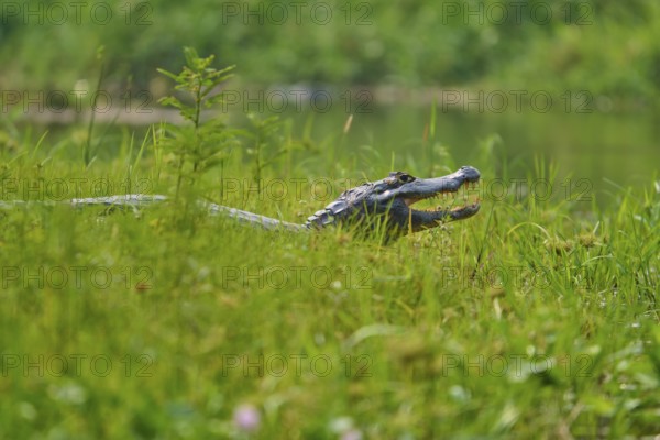 A caiman can be seen half in the dense grass, near a body of water, Spectacled caiman (Caiman yacare, Caiman crocodilus yacare), Pantanal, Mato Grosso, Brazil