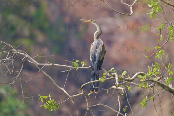 Bird, sitting on a thin branch in front of a background of natural colours and soft drawing, Darter (Anhinga anhinga), Pantanal, Mato Grosso, Brazil