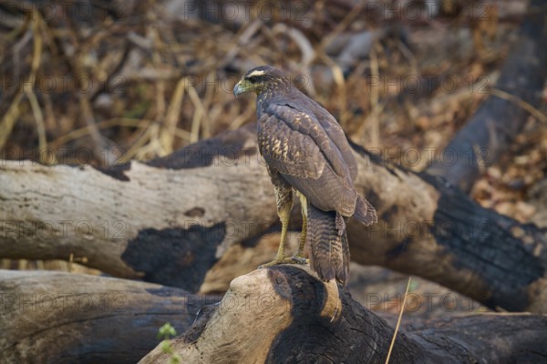 A bird of prey sits attentively on a branch in a wooded environment, Black Buzzard (Buteogallus urubitinga), Pantanal, Mato Grosso, Brazil