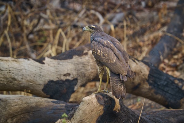 A bird of prey sits attentively on a branch in a wooded area, Black Buzzard (Buteogallus urubitinga), Pantanal, Mato Grosso, Brazil