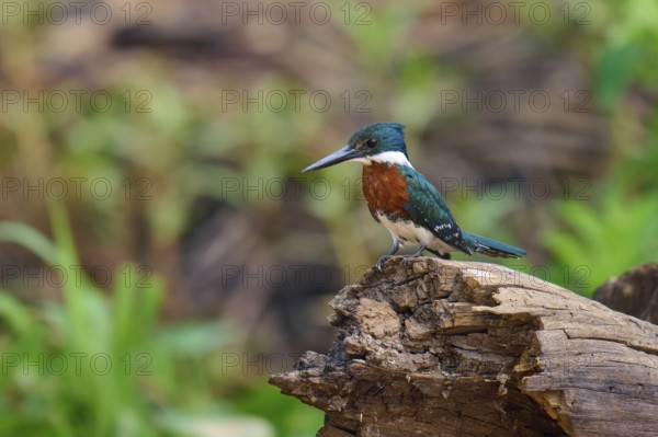 A kingfisher on a tree trunk in front of a natural, blurred background, Amazonian Kingfisher (Chloroceryle amazona), Pantanal, Mato Grosso, Brazil