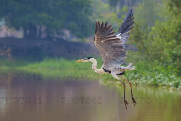 A heron in flight over calm water, trees in the background, Cocoi Heron (Ardea cocoi), Pantanal, Mato Grosso, Brazil