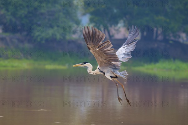A heron flies over the water, framed by trees in the background, Cocoi Heron (Ardea cocoi), Pantanal, Mato Grosso, Brazil