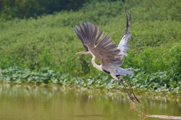 A heron flies over a water surface, surrounded by green nature, Cocoi Heron (Ardea cocoi), Pantanal, Mato Grosso, Brazil