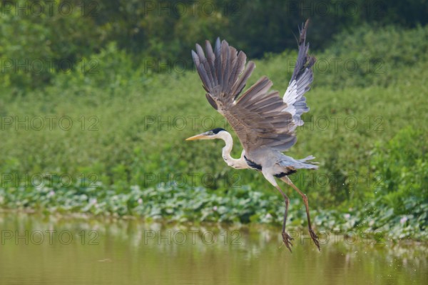 A heron in flight over the water, surrounded by green plants, Cocoi Heron (Ardea cocoi), Pantanal, Mato Grosso, Brazil
