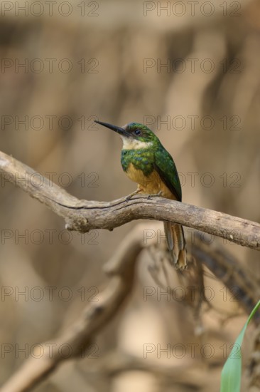 A small bird on a branch in a natural environment, soft blurred background, Rufous-tailed jacamar (Galbula ruficauda), Pantanal, Mato Grosso, Brazil