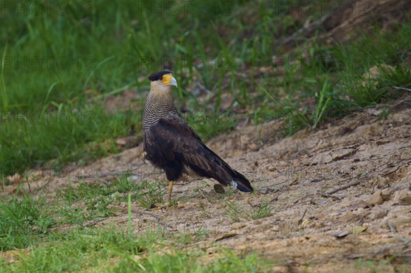 A bird of prey stands on earthy ground surrounded by grass, crested caracara (Caracara plancus), Pantanal, Mato Grosso, Brazil