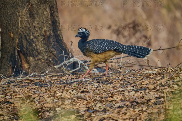 A striped bird with a black head walks through a wooded area covered with foliage, Bare-faced Hokko (Crax fasciolata), Pantanal, Mato Grosso, Brazil