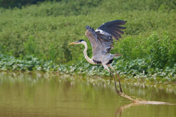 A heron flies over the water, surrounded by green vegetation, Cocoi Heron (Ardea cocoi), Pantanal, Mato Grosso, Brazil