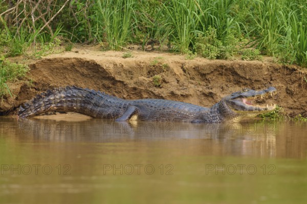 A caiman lies on the bank of a river with its mouth wide open, surrounded by green nature, Spectacled caiman (Caiman yacare, Caiman crocodilus yacare), Pantanal, Mato Grosso, Brazil