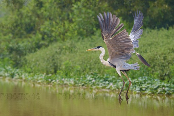 A heron soars elegantly over the water, surrounded by greenery, Cocoi Heron (Ardea cocoi), Pantanal, Mato Grosso, Brazil