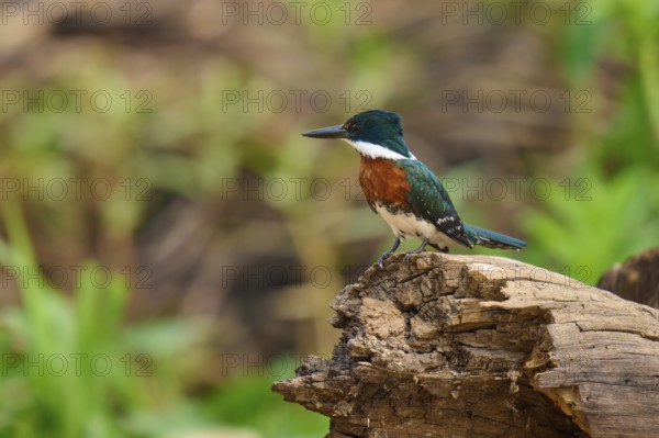 A kingfisher sits on a tree trunk with a blurred green background, Amazonian Kingfisher (Chloroceryle amazona), Pantanal, Mato Grosso, Brazil