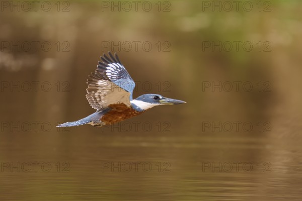 A kingfisher in the air with outstretched wings over a water surface, Red-breasted Kingfisher (Ceryle torquata), Pantanal, Mato Grosso, Brazil