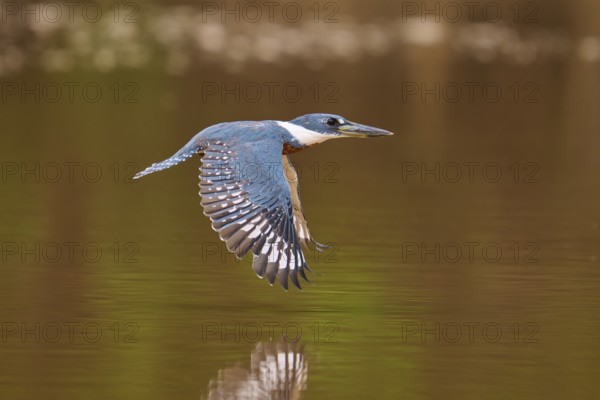 A kingfisher flies over the water showing its reflection, Red-breasted Kingfisher (Ceryle torquata), Pantanal, Mato Grosso, Brazil
