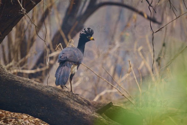 A bird with blue feathers and a yellow beak stands on a branch in a dry forest, Bare-faced Hokko (Crax fasciolata), Pantanal, Mato Grosso, Brazil