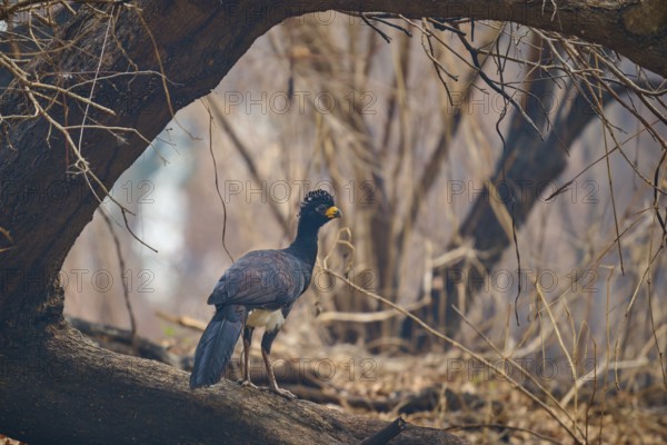 A bird with blue and black plumage stands on a branch in a dry forest, Bare-faced Hokko (Crax fasciolata), Pantanal, Mato Grosso, Brazil