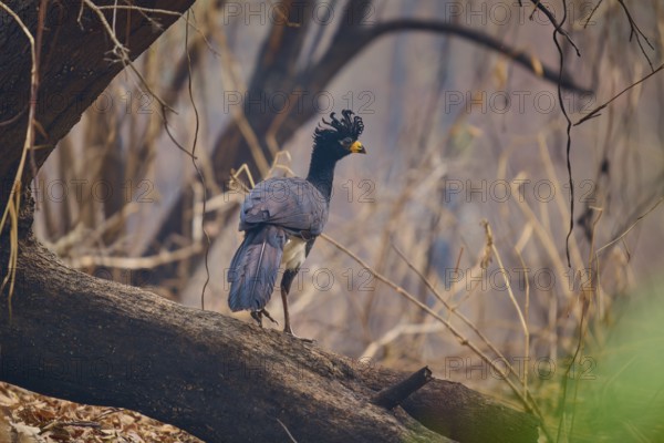 A bird with blue wings and a yellow beak balancing on a branch in the forest, naked-faced hokko (Crax fasciolata), Pantanal, Mato Grosso, Brazil
