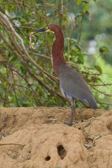 Heron standing in front of trees with frog in beak on earthy ground, Marbled Heron (Tigrisoma lineatum), Pantanal, Mato Grosso, Brazil