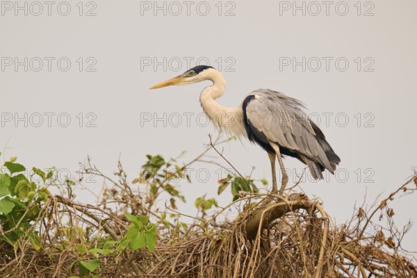 A heron resting on branches against a grey sky, Cocoi Heron (Ardea cocoi), Pantanal, Mato Grosso, Brazil