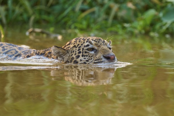 The jaguar swims leisurely in the water, surrounded by dense jungle vegetation, Jaguar (Panthera onca), Pantanal, Mato Grosso, Brazil