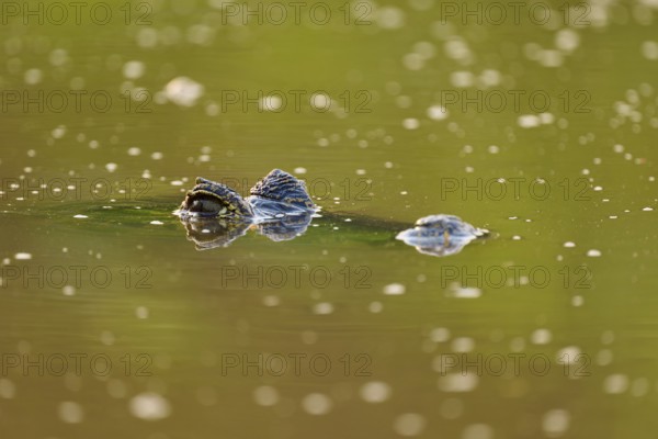 A caiman lies still in the water, its eye and part of its head sticking out, Spectacled caiman (Caiman yacare, Caiman crocodilus yacare), Pantanal, Mato Grosso, Brazil