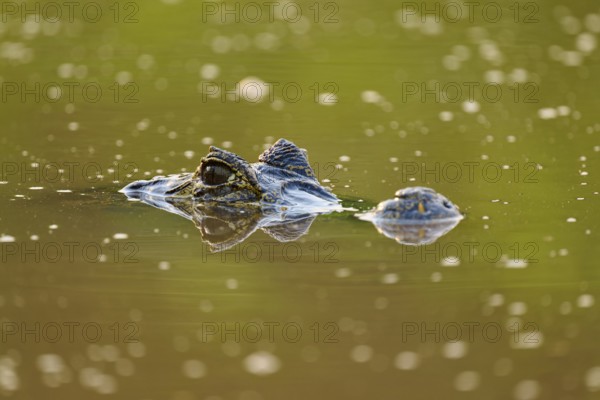 A caiman eye is visible just above the water surface and creates a camouflaged atmosphere, Spectacled caiman (Caiman yacare, Caiman crocodilus yacare), Pantanal, Mato Grosso, Brazil