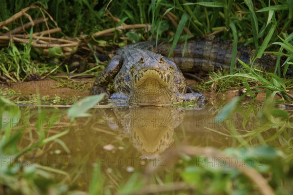 A crocodile with its reflection in the water, embedded in dense vegetation, spectacled caiman (Caiman yacare, Caiman crocodilus yacare), Pantanal, Mato Grosso, Brazil