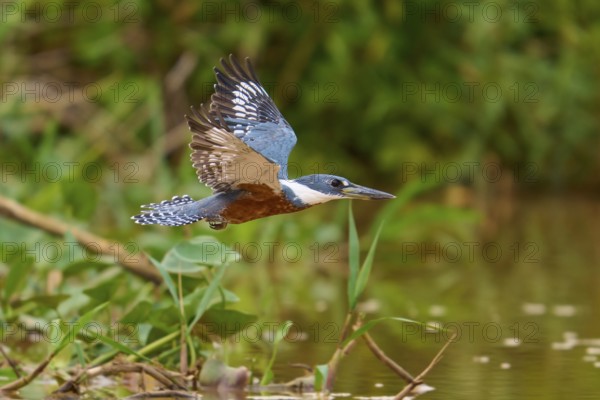 Kingfisher in flight near a water with lush vegetation, Red-breasted Kingfisher (Ceryle torquata), Pantanal, Mato Grosso, Brazil