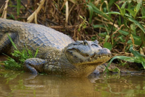 A crocodile in close-up, half waking from the water, surrounded by natural vegetation, spectacled caiman (Caiman yacare, Caiman crocodilus yacare), Pantanal, Mato Grosso, Brazil