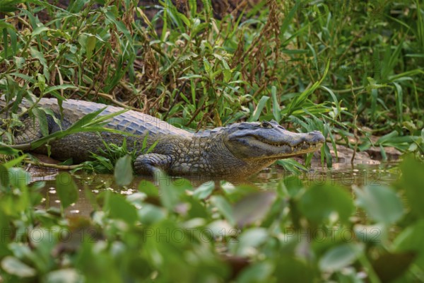 A crocodile rests on the riverbank, well camouflaged among the dense plants, Spectacled Caiman (Caiman yacare, Caiman crocodilus yacare), Pantanal, Mato Grosso, Brazil