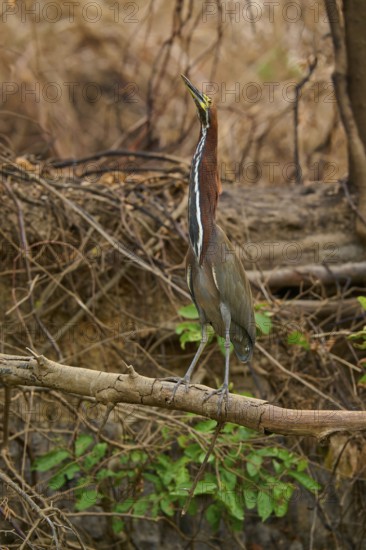 Heron standing on a branch in dense foliage, Marbled Heron (Tigrisoma lineatum), Pantanal, Mato Grosso, Brazil