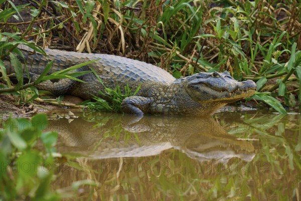 A crocodile lies on the bank of a body of water, surrounded by dense green vegetation, Spectacled Caiman (Caiman yacare, Caiman crocodilus yacare), Pantanal, Mato Grosso, Brazil