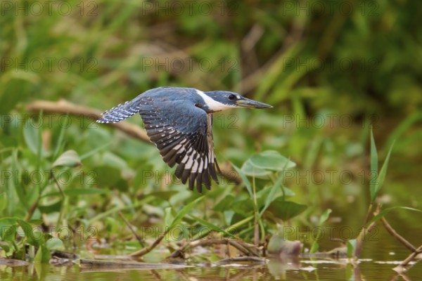 Flying kingfisher (Ceryle torquata) over green, dense riparian area, Pantanal, Mato Grosso, Brazil
