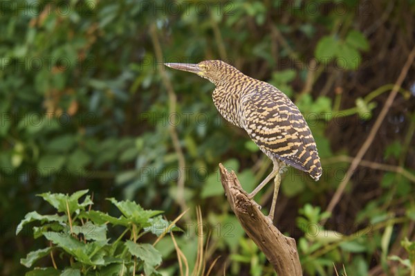 Heron standing on a branch surrounded by leaves, Marbled Heron (Tigrisoma lineatum), Pantanal, Mato Grosso, Brazil