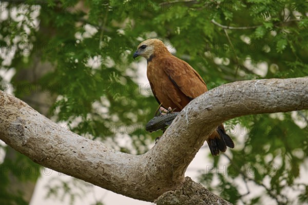 A bird of prey sits with prey on a branch in a green forest, Fish Buzzard (Busarellus nigricollis), Pantanal, Mato Grosso, Brazil