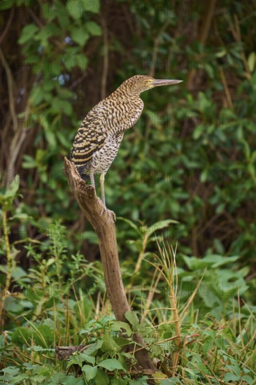 Heron sitting on a branch in green surroundings, Marbled Heron (Tigrisoma lineatum), Pantanal, Mato Grosso, Brazil