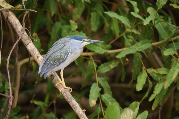 A heron sits on a branch in a green forest surrounded by dense foliage, Mongrove Heron (Butorides striatus), Pantanal, Mato Grosso, Brazil