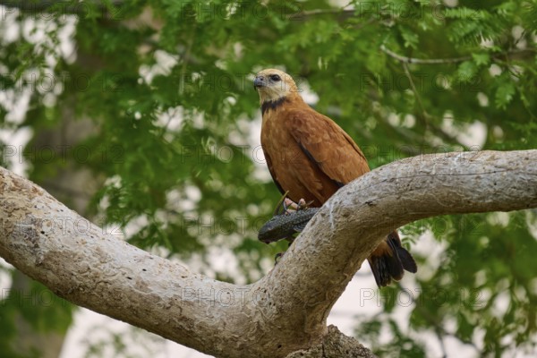 A sitting fish hawk on a branch in front of a green background in a natural environment, Fish Hawk (Busarellus nigricollis), Pantanal, Mato Grosso, Brazil