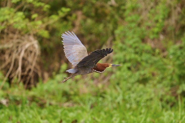 Heron in flight over a green landscape, Marbled Heron (Tigrisoma lineatum), Pantanal, Mato Grosso, Brazil