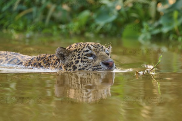 A focussed jaguar swims through the brown river water, surrounded by lush greenery, Jaguar (Panthera onca), Pantanal, Mato Grosso, Brazil