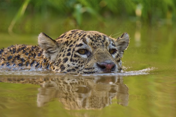 A jaguar lifts its head out of the water as it swims through a natural habitat, Jaguar (Panthera onca), Pantanal, Mato Grosso, Brazil