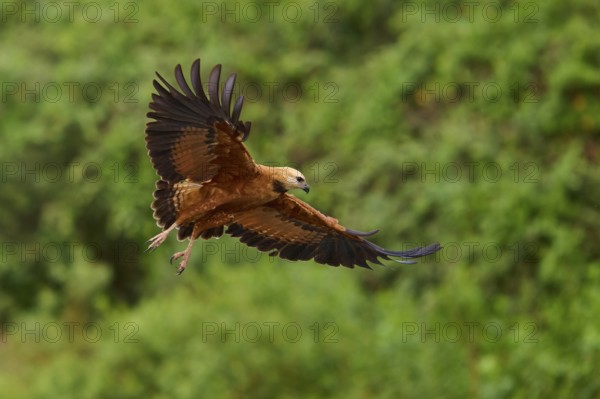 A fish hawk in lateral perspective flying over a green landscape, Fish Hawk (Busarellus nigricollis), Pantanal, Mato Grosso, Brazil
