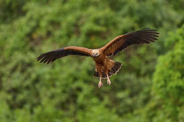 A brown fish hawk flies with outstretched wings against a green background, Fish Hawk (Busarellus nigricollis), Pantanal, Mato Grosso, Brazil